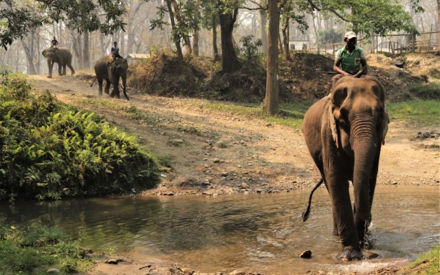 chitwan slony