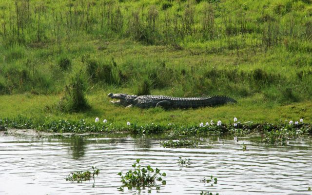 krokodil rieka chitwan