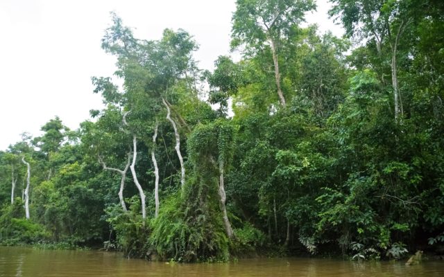 dzungla na Borneo