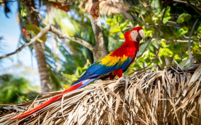 papagaj kostarika